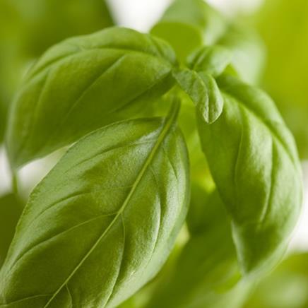 Natural active Basil